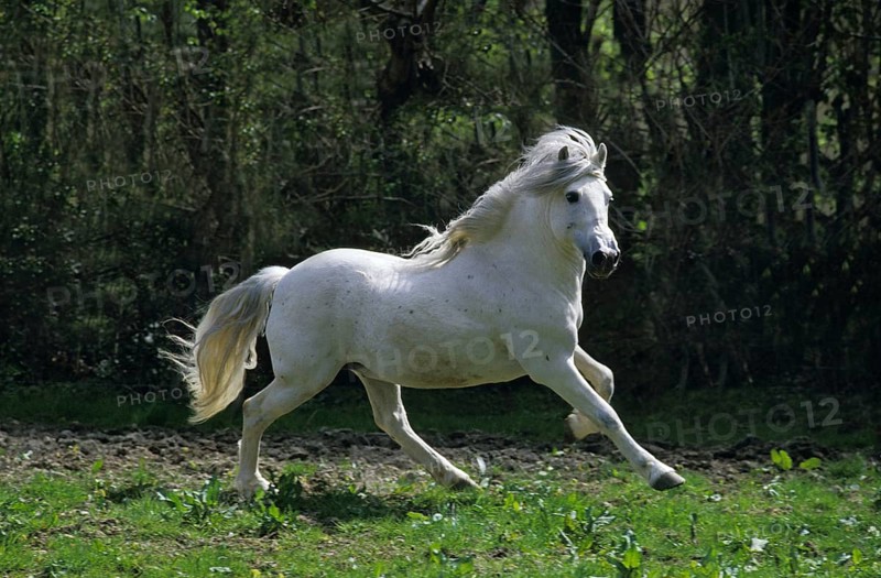Camargue Horse, Adult Galloping through Paddock