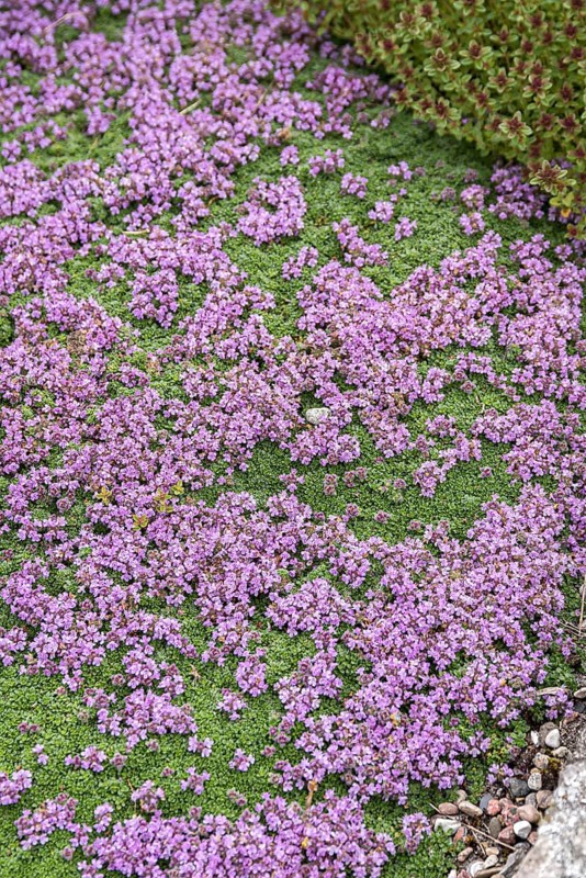 Carpet thyme (Thymus praecox 'Minor')