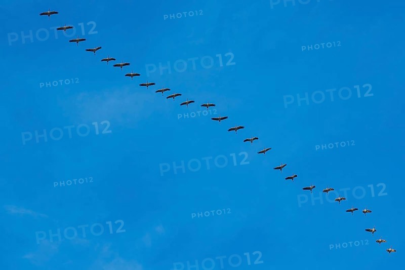 A long line of birds majestically crosses the clear sky, cranes, Gruidae, on their way south