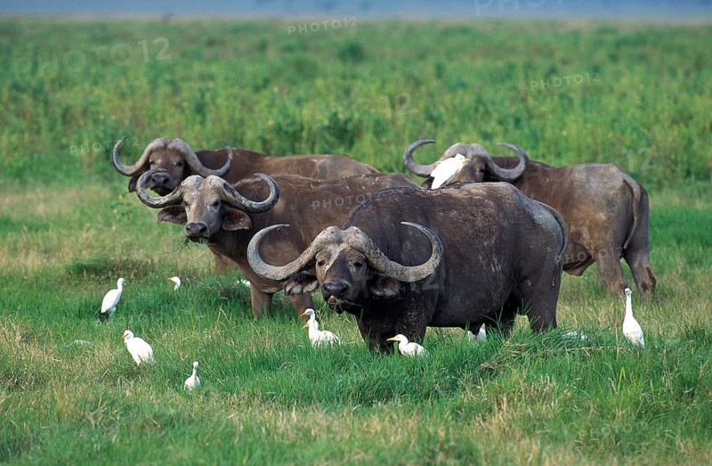 African Buffalo (syncerus caffer), Herd with Cattle Egrets, bubulcus ibis, Masai Mara Park in Kenya