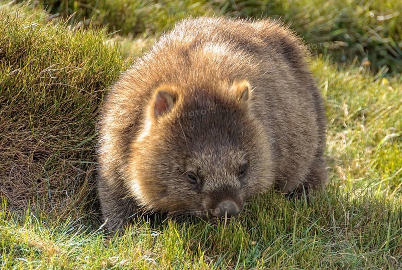 Common wombat at the Waldheim Chalet in the Cradle Mountain-Lake St Clair National Park, Tasmania, Australia, Oceania