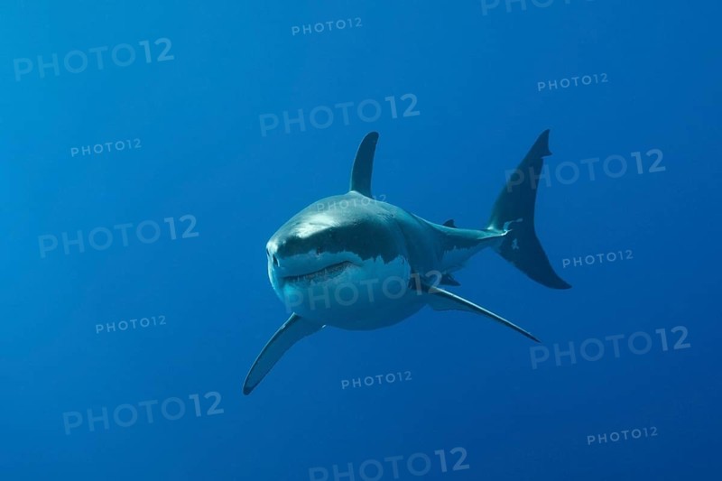 Great white shark, Carcharodon carcharias, Neptune Islands, Australia, Oceania
