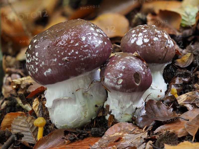 Cortinarius praestans, also known as the goliath webcap, is a basidiomycete mushroom of the genus Cortinarius. The barn owl or the blue-booted slimehead was Mushroom of the Year 2010