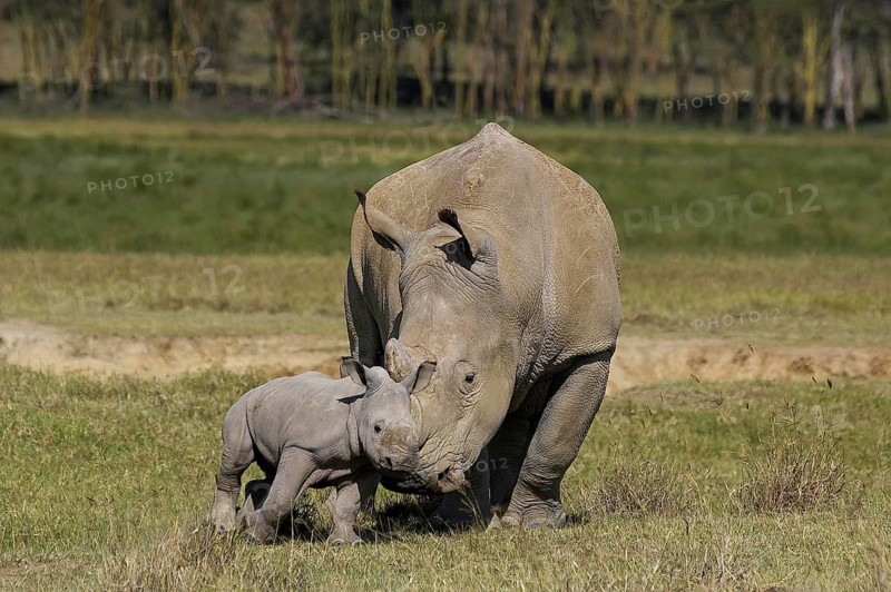 White Rhinoceros (ceratotherium simum), Mother with Calf, Nakuru Park in Kenya