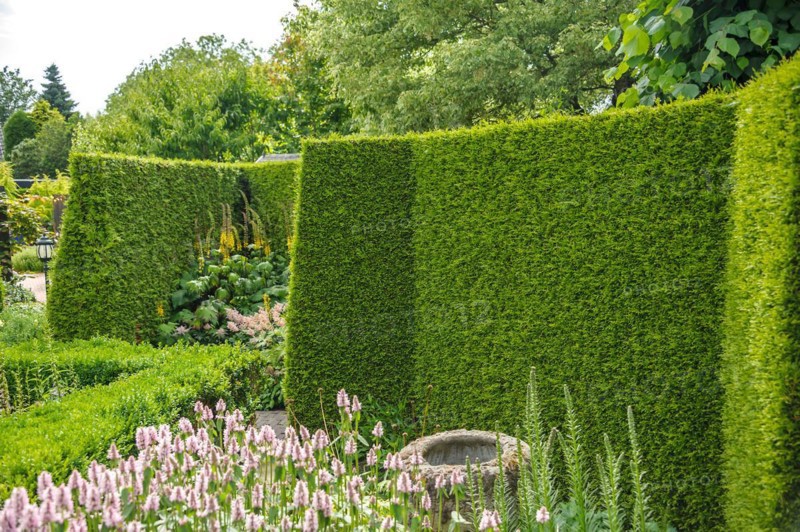 Western arborvitae (Thuja occidentalis 'Brabant'), Appeltern, Gelderland, Netherlands
