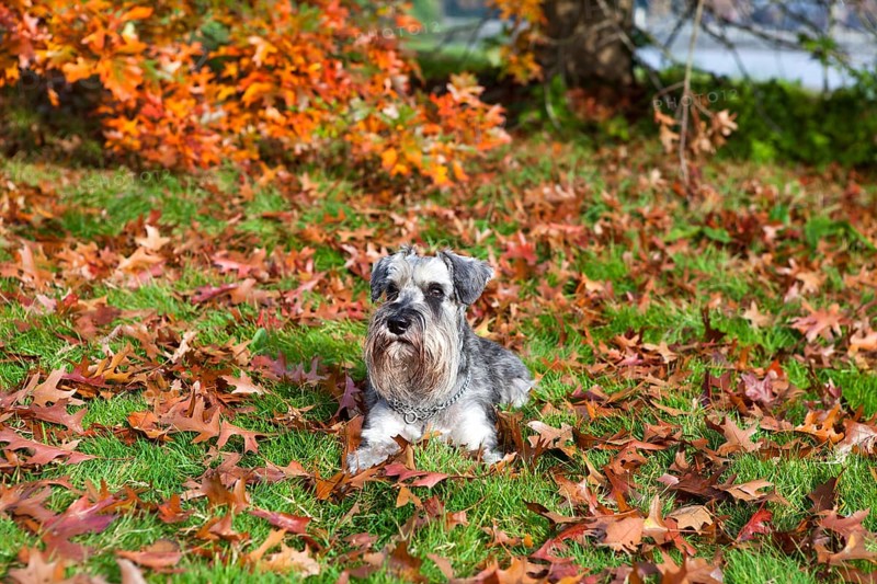 Cute miniature schnauzer on fallen leaves in autumn