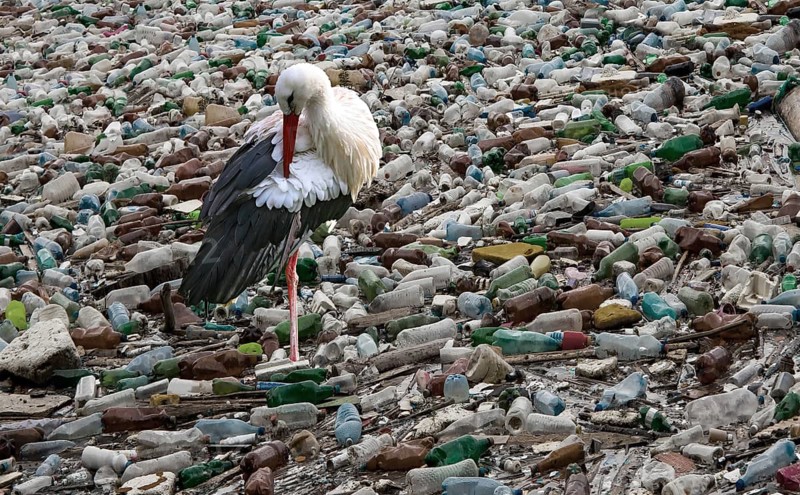 Stork in a sea full of plastic waste
