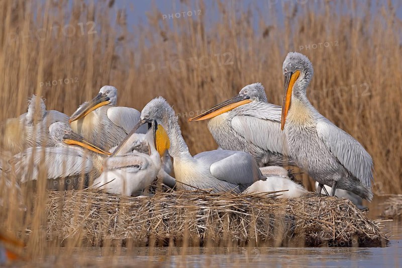 Dalmatian pelicans (Pelecanus crispus), breeding colony, adults and juveniles, Danube Delta Biosphere Reserve, Romania, Europe