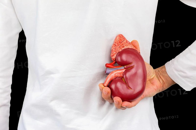 Female hand holding human kidney organ at back of body isolated on black background
