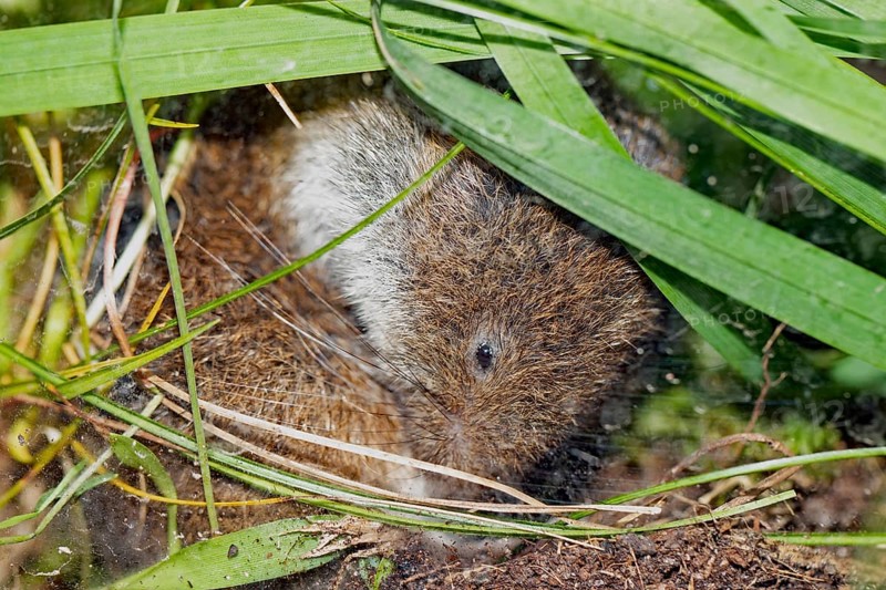 Bavarian pine vole sitting on the ground between green blades of grass looking down to the right