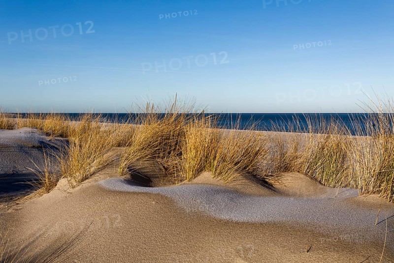 Marram grass (Ammophila), Endangered plants in Germany according to BUND