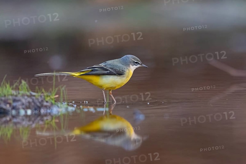 Grey wagtail (Motacilla cinerea), Bergeronnette des ruisseaux, Lavandera Cascadeña, mountain wagtail, songbird species, waters, water, river, Slovenska Bistrica area, Slovenska Bistrica, Podravska, Slovenia, Europe