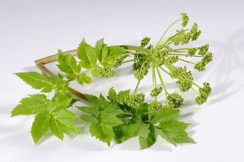 Genuine angelica, medicinal angelica (Angelica archangelica)
