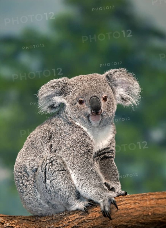 Koala (phascolarctos cinereus), Female standing on Branch