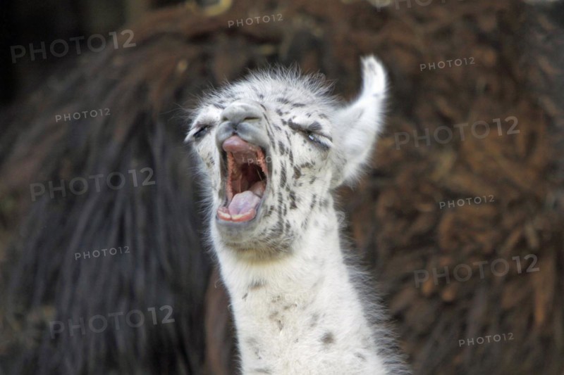 Young llama