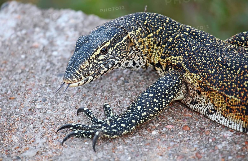 Nilwaran im Kruger Nationalpark, S