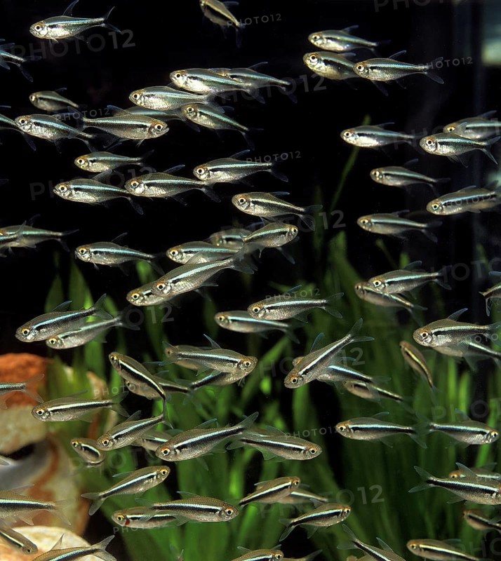 Tetra, Other animals, Fish, Animals, Tetra-like, TETRA FISH aphyocharax sp, SHOAL OF FISHES