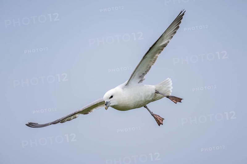 Northern fulmar in flight, Fulmarus glacialis, Westray, Orkney Islands, Scotland, Great Britain