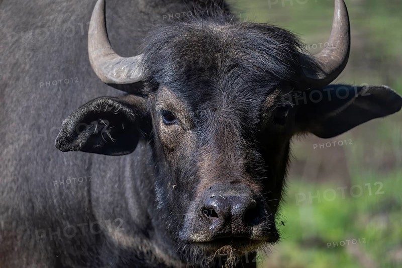 The water buffalo (Bubalus bubalis), also called the domestic water buffalo or Asian water buffalo