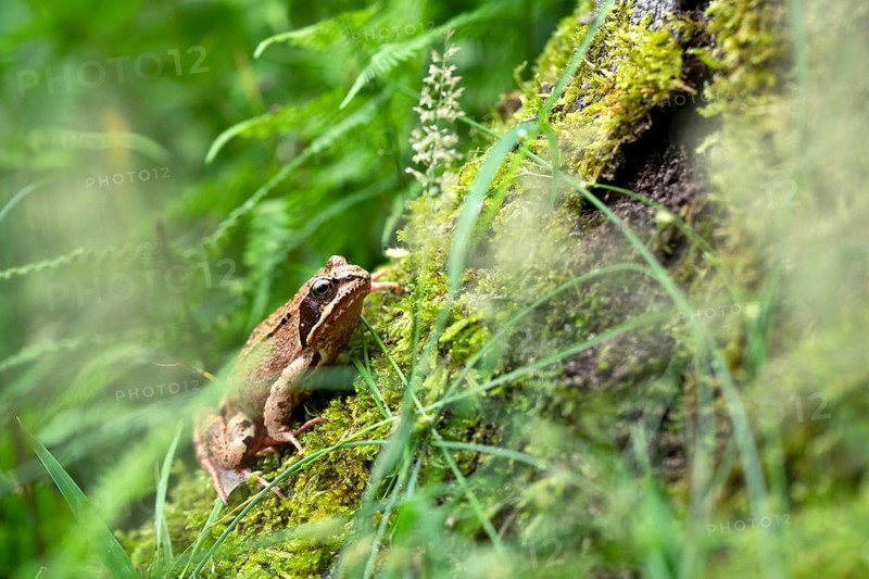 Common frog (Rana temporaria), in the forest on moss, Hamm, North Rhine-Westphalia, Germany, Europe