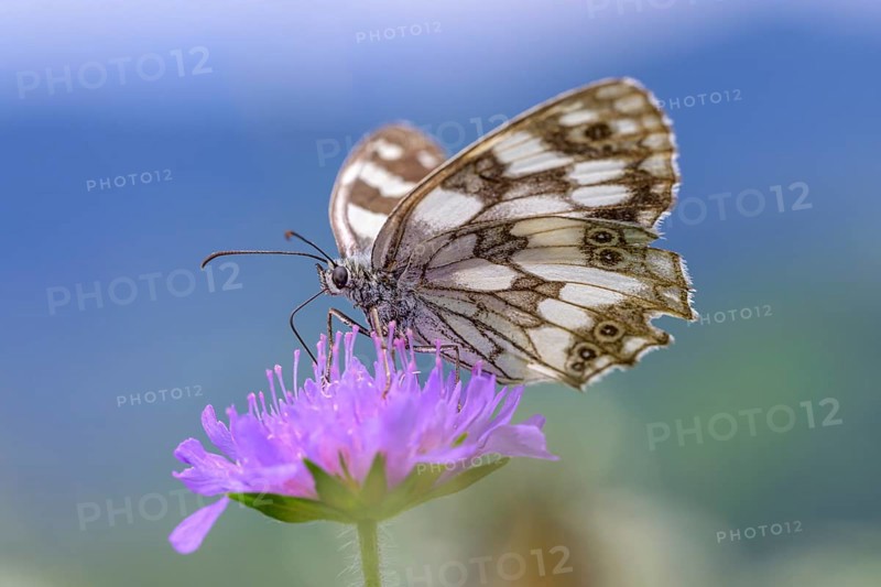 Marbled white (Melanargia galathea), Bressanone, South Tyrol, Italy, Europe