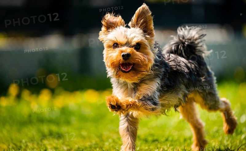 Funny Yorkshire Terrier dog running towards camera in the grass full of dandelions in backyard