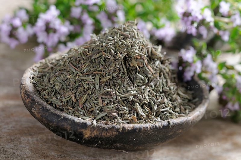 Broad-leaved thyme (Thymus pulegioides), dried