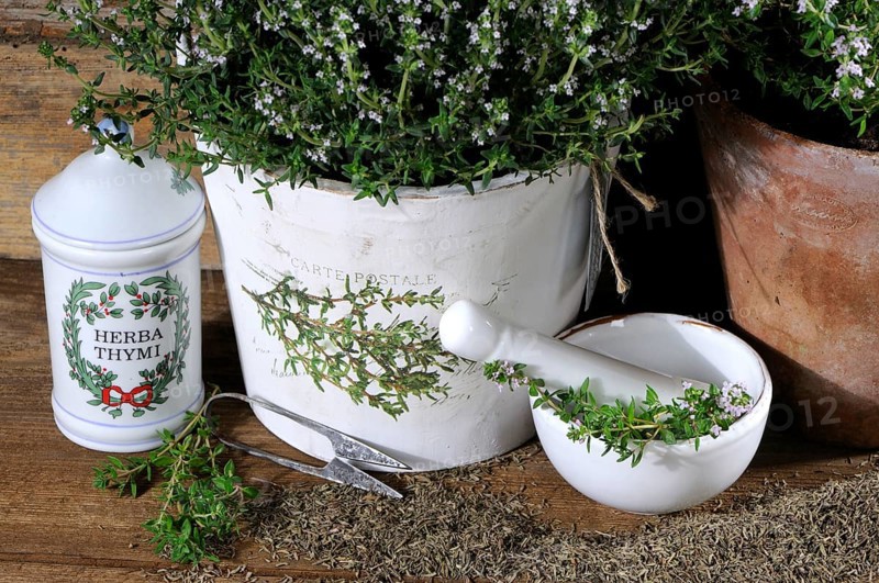 Broad-leaved thyme (Thymus pulegioides)