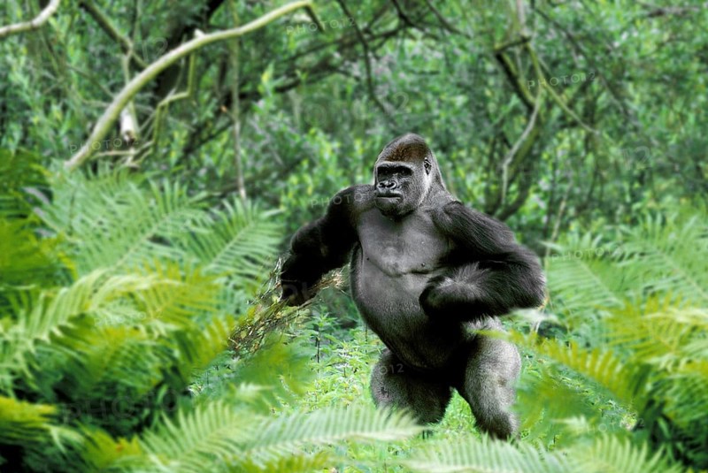 Westen Gorilla, silverback (Gorilla gorilla gorilla)