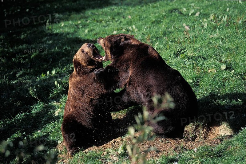Brown Bear (ursus arctos), Adults Fighting