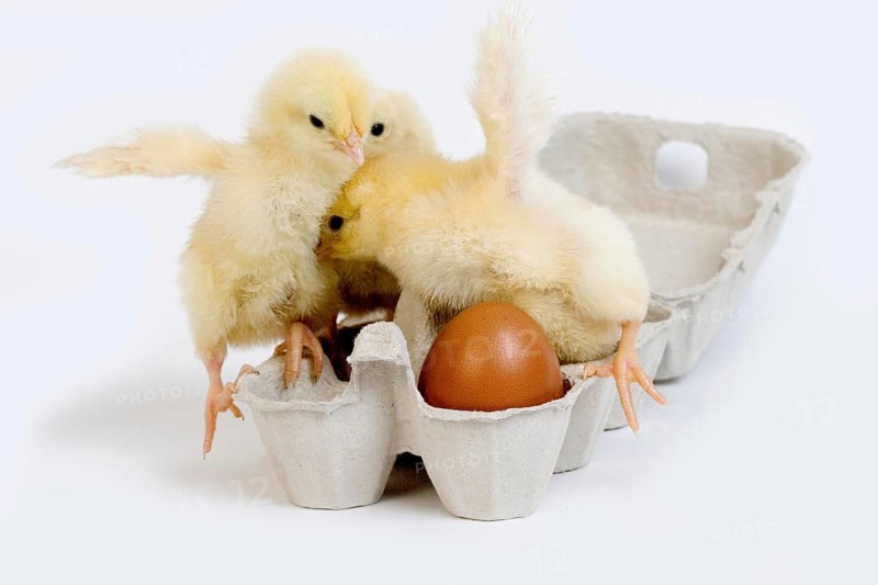 Chicks in Egg Box against White Background