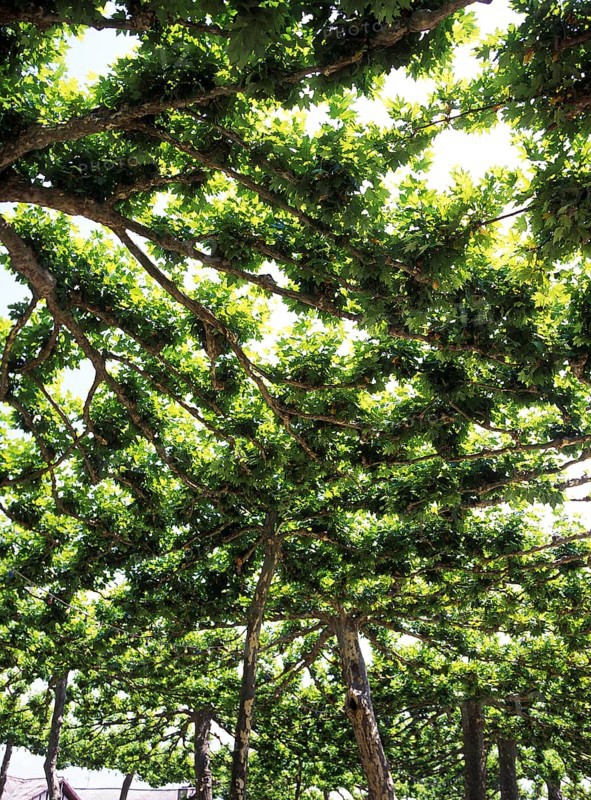 PLANE TREES, DROME IN SOUTH EAST OF FRANCE