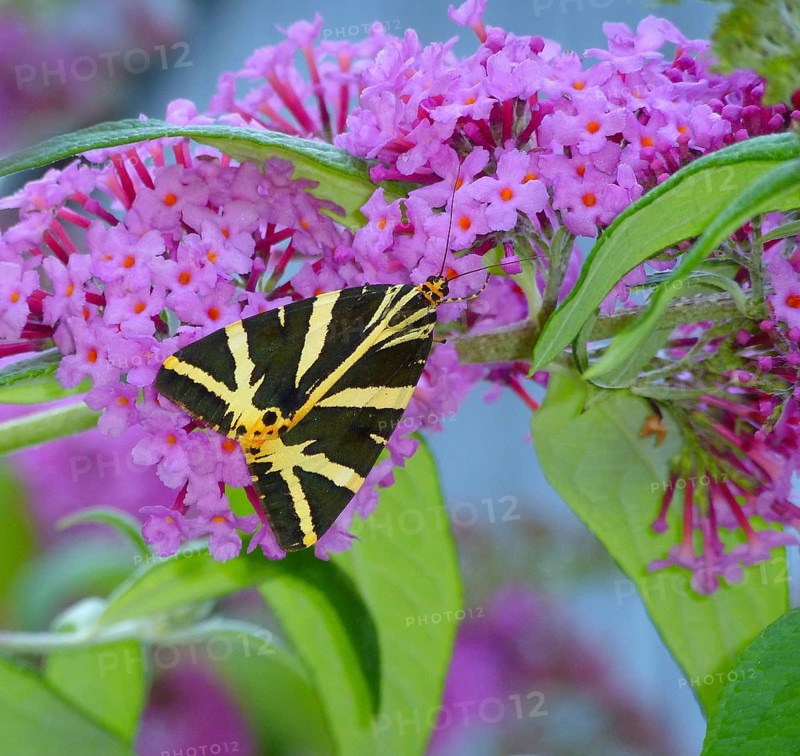 Butterfly : Russian bear on butterfly bush