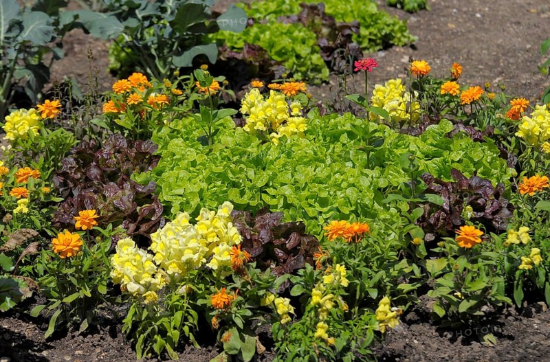 Farm garden, salad with flowers, rose garden in Oberderdingen