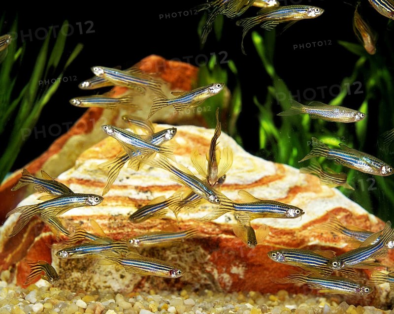 Zebrafish (brachydanio rerio) (Brachydanio rerio), Zebrafish, Animals, Other animals, Fishes, Carp-like, Carpfishes, Long-Finned Zebra Fish