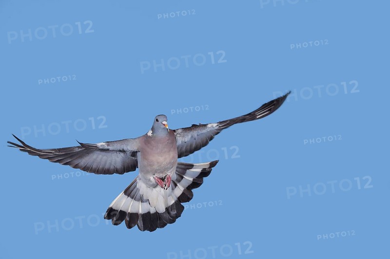 Common wood pigeon (columba palumbus), adult in flight against blue sky