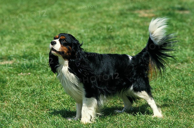 Cavalier King Charles Spaniel, Adult standing on Grass