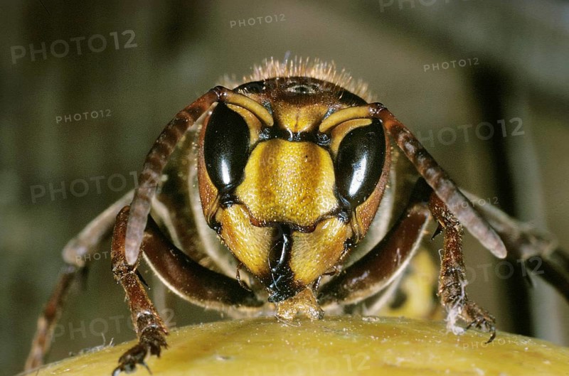 Hornet, vespa crabo, Adult standing on Fruit