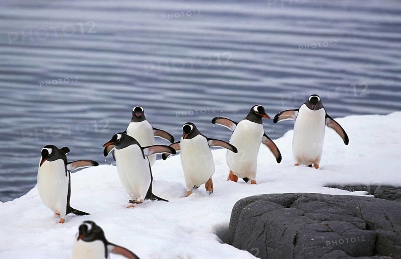Gentoo Penguin (pygoscelis papua), Group standing on Icefield, Livingstone Island