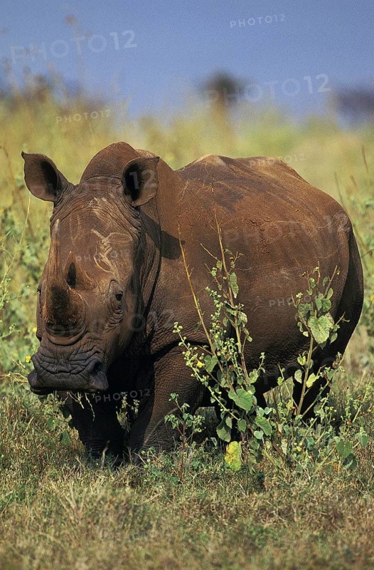 WHITE RHINOCEROS (ceratotherium simum), KENYA