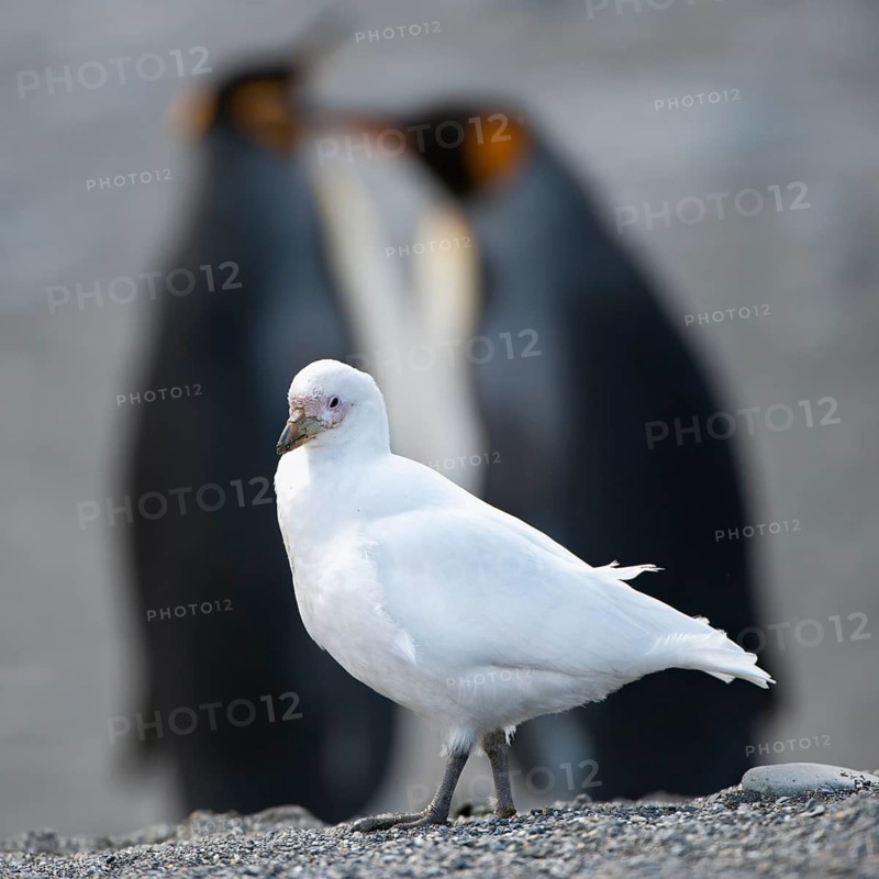 White-faced sheathbill (Chionis alba), St Andrews Bay, South Georgia