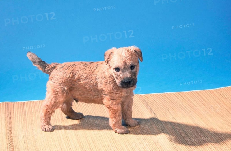 Irish Soft Coated Wheaten Terrier, puppy, 5 weeks old, mammals, mammals, animals, domestic dog, domestic animal, pet, indoor, studio, young animal, young, free-standing, sideways, side, landscape, horizontal, standing, standing
