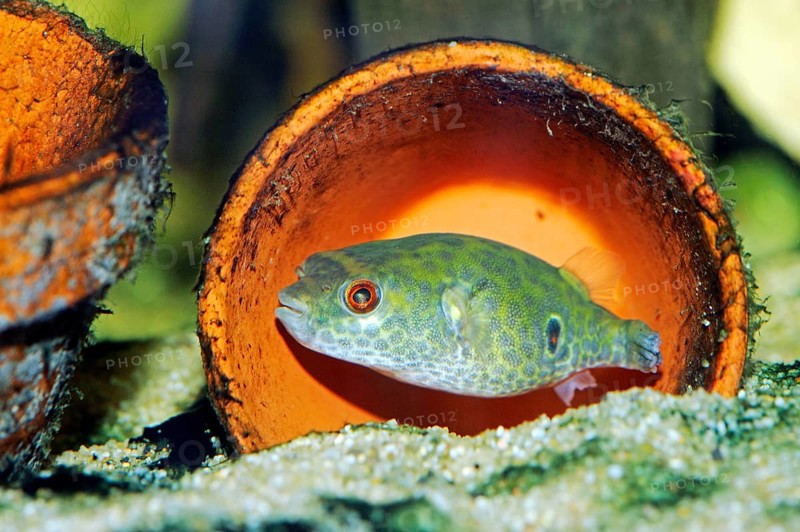 Fang's Puffer (Tetraodon cochinchinensis), Fangs Puffer