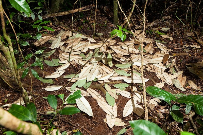 Tooth-billed bowerbird (Scenopoeetes dentirostris), courtship arena, Atherton Tablelands, Queensland, Tooth-billed Catbird, courtship arena, Australia, Oceania