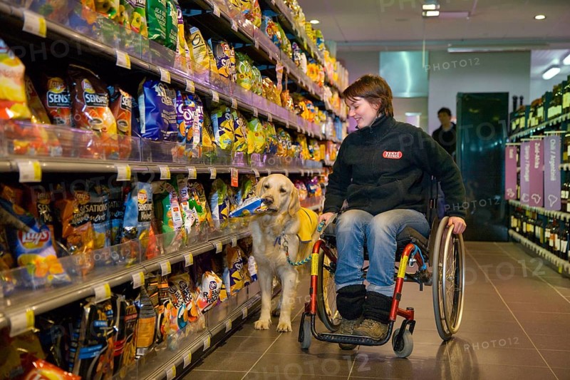 Wheelchair user and Golden Retriever, disabled companion dog, assistance dog, Belgium, Europe