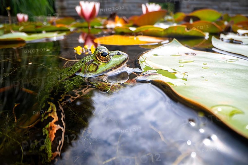 Green frog (Rana esculenta), lurking on white water lily (Nymphaea alba) for insects as prey, North Rhine-Westphalia, Germany, Europe