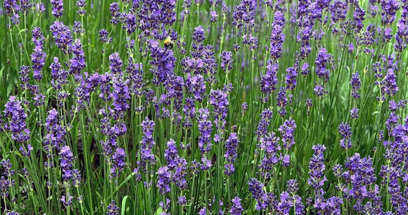Lavender (lavandula), Normandy in France