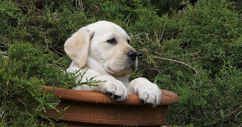 Yellow Labrador Retriever, Puppy Playing in a Flowerpot, Normandy