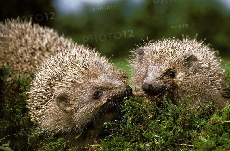 European european hedgehog (erinaceus europaeus), Normandy