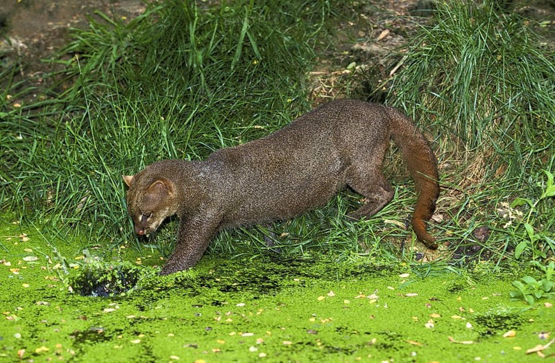 Jaguarundi, herpailurus yaguarondi, adult fishing